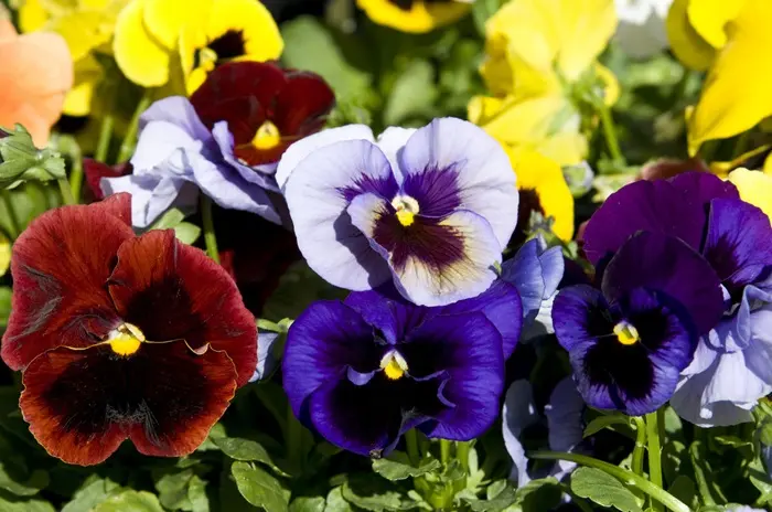 Pansy Symbolize