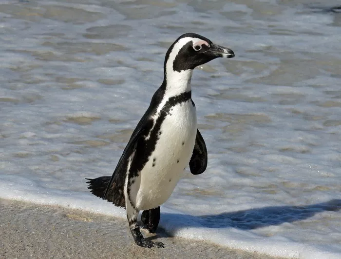 Penguin