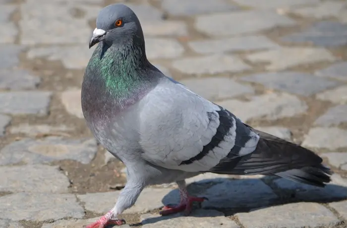 Pigeon Symbolize