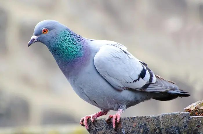 42 Pigeon Quotes, Sayings & Proverbs - Ourspiritanimal.com