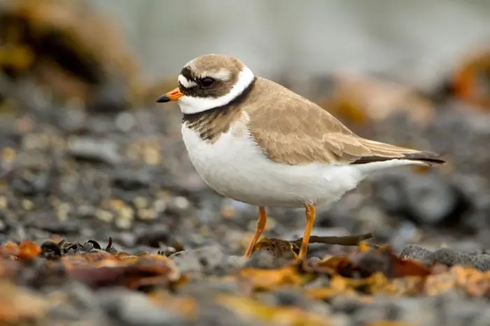 Plover Symbolize