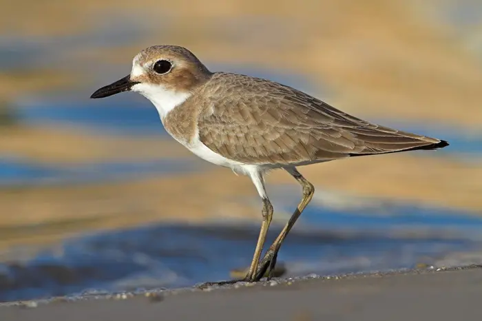 Plover