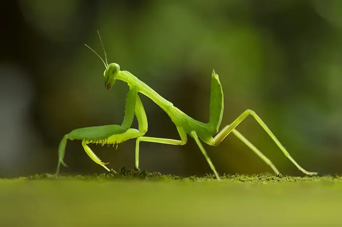 Praying Mantis Symbolize