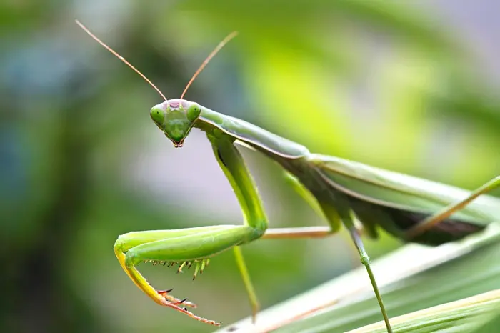 Praying Mantis