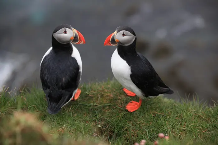 Puffin Symbolize