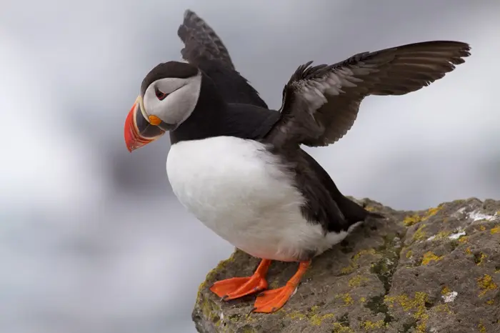 Puffin