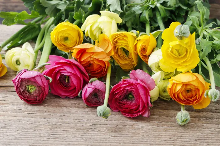 Ranunculus Symbolize