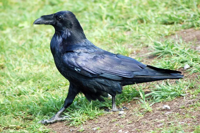 Raven