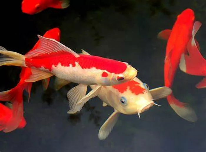 Red Carp