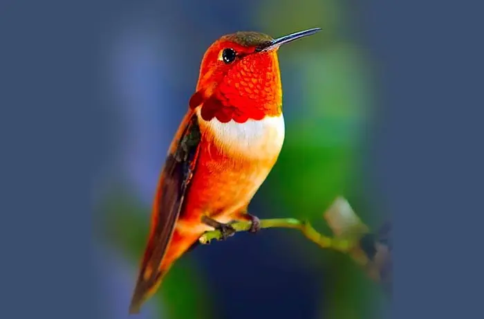 Red Hummingbird