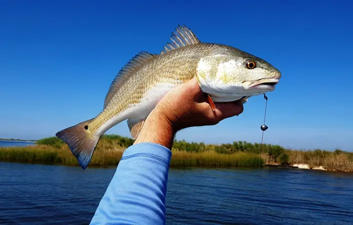 Redfish