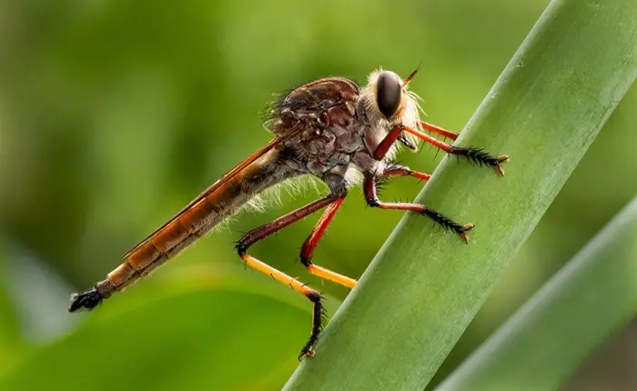 Robber Fly Symbolize