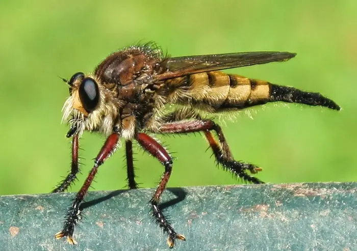 Robber Fly