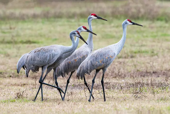 Sandhill Crane Symbolize