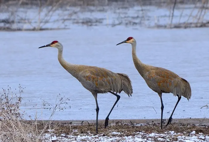 Sandhill Crane