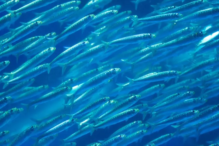 Sardine Symbolize