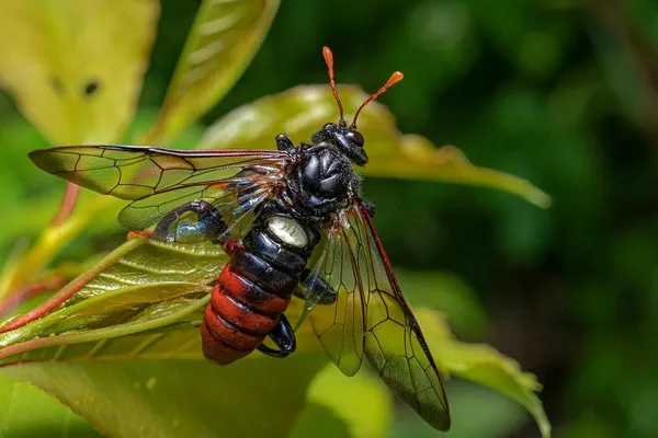 Sawfly