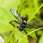 Sawfly1