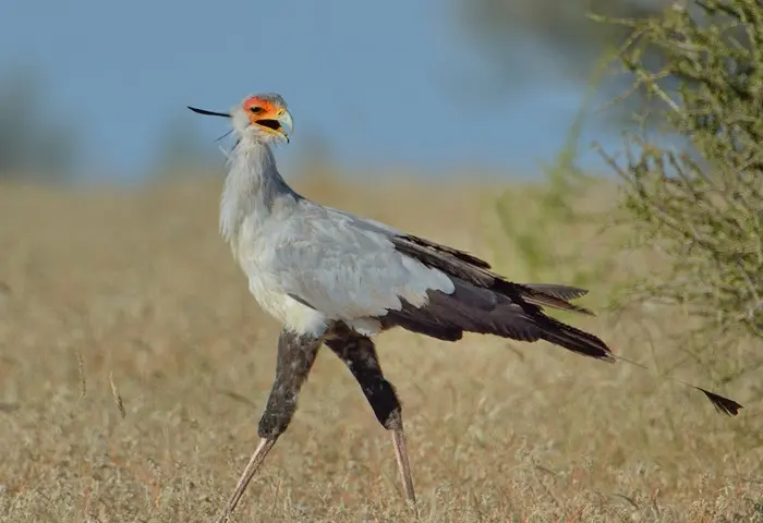 Secretary Bird Symbolize