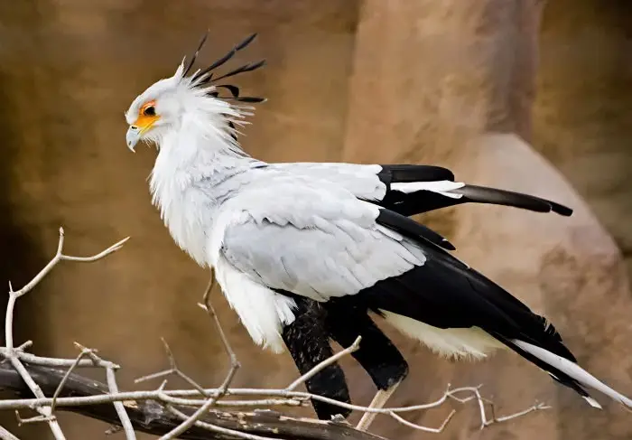 Secretary Bird