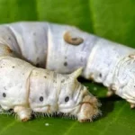 Silkworm1