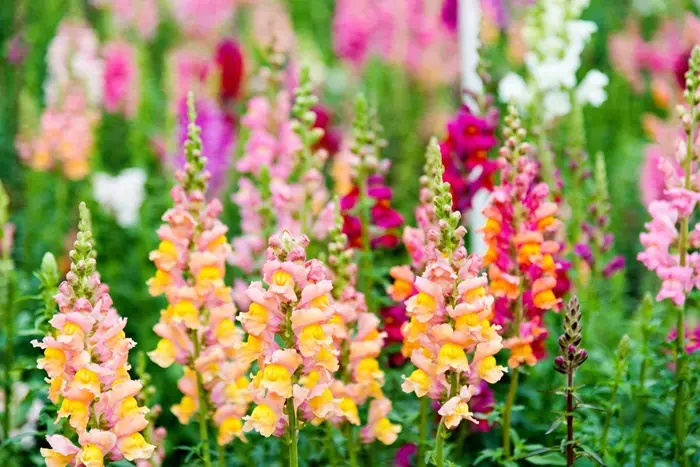 Snapdragon Symbolize