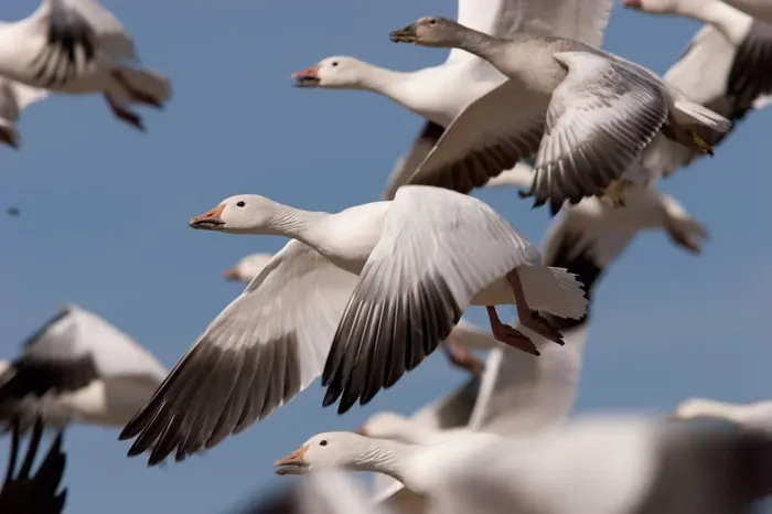 Snow Goose Symbolize