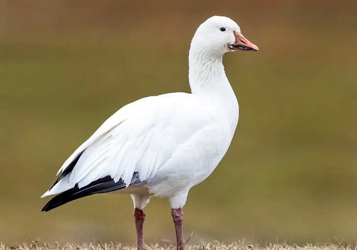 Snow Goose