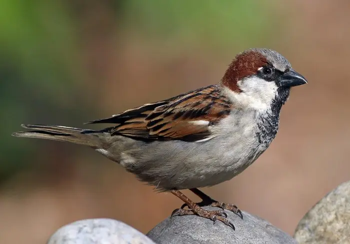 Sparrow Symbolize