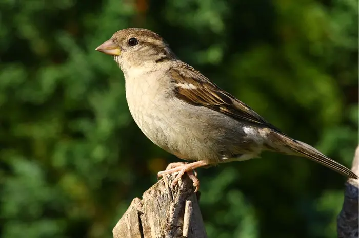 Sparrow