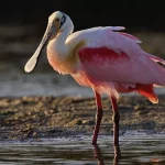 Spoonbill