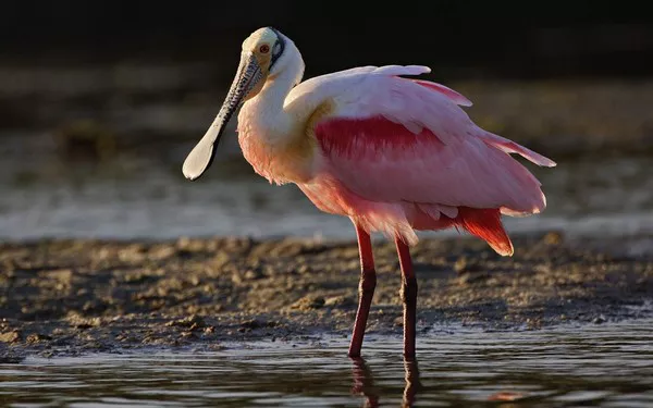 Spoonbill