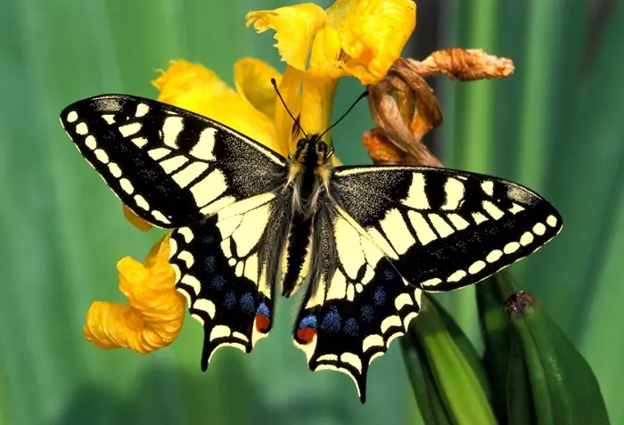 Swallowtail Butterfly Symbolize