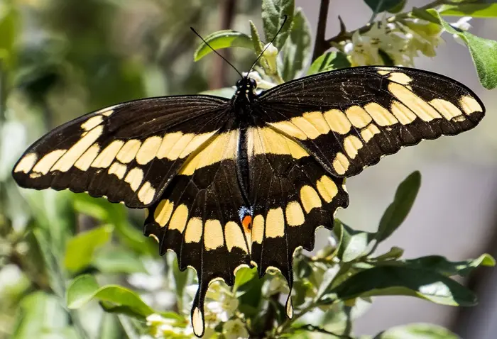 Swallowtail Butterfly