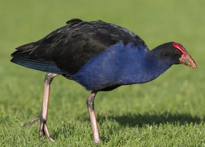 Swamphen Symbolize