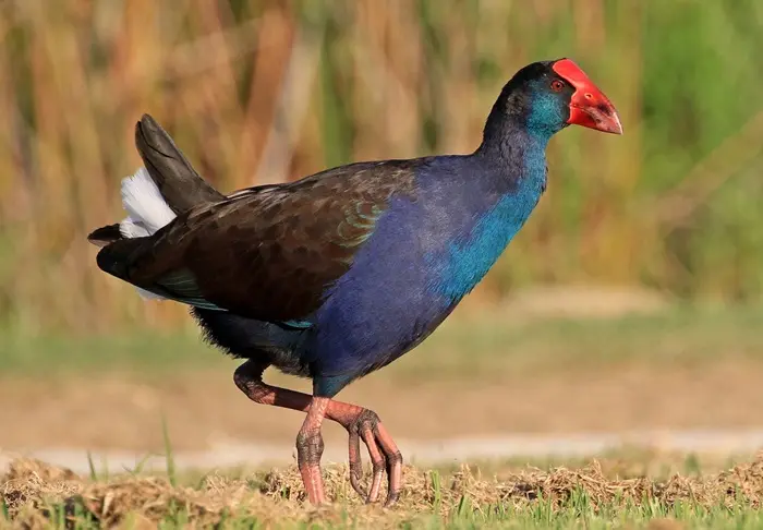 Swamphen