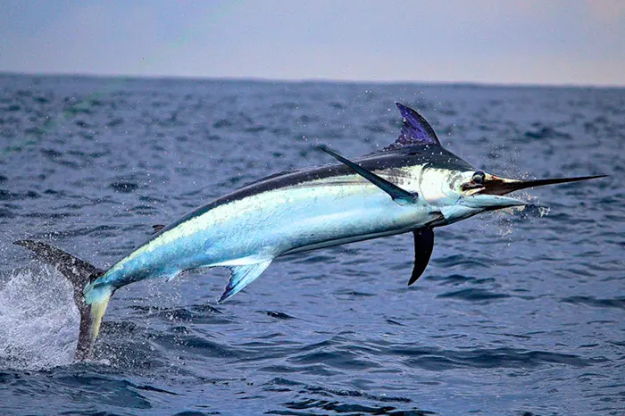 Swordfish Symbolize