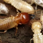 Termite1