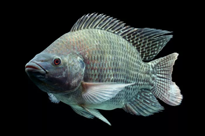 Tilapia