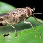 Tsetse fly