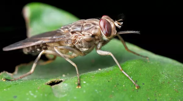 Tsetse fly