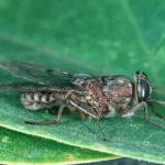 Tsetse fly1