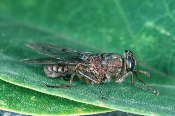 Tsetse fly1