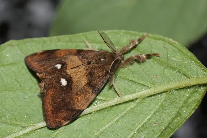 Tussock Moth Symbolize