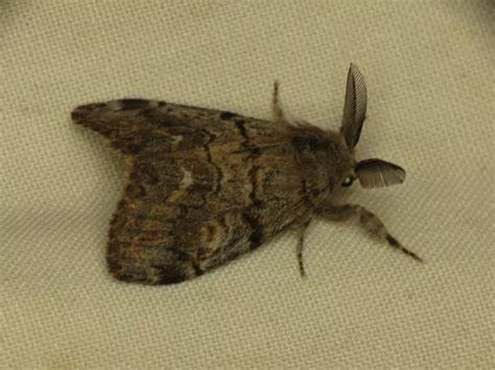 Tussock Moth