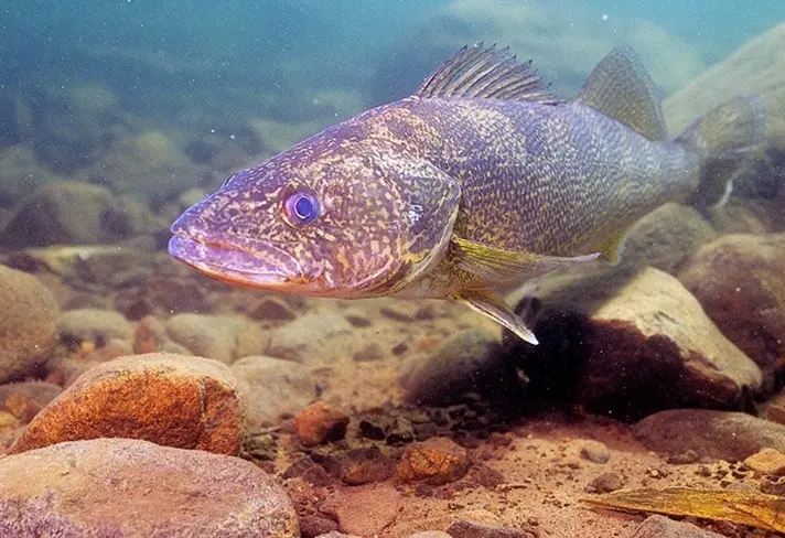 Walleye