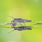 Water Strider