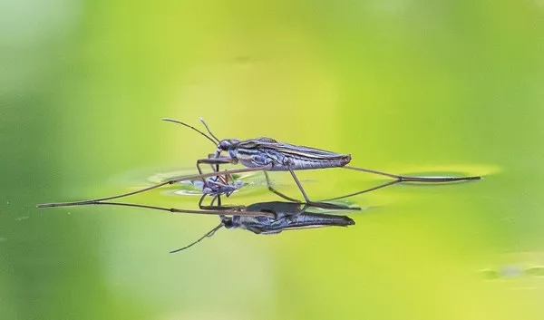 Water Strider