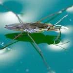 Water Strider1