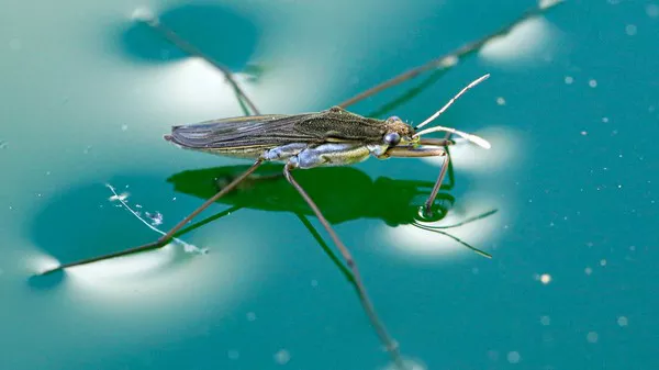 Water Strider1